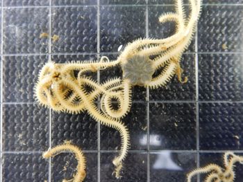 Media type: image;   Invertebrate Zoology 139717